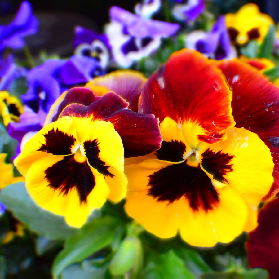 Set 2 Pansy Plants Live, Live Pansies Plant, Assorted Flowers, 4-7 Inc Tall, Solid Bloom Pansy, Colorful Pansies Seedling for Ground Cover, Hanging Basket and Container