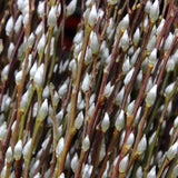 2 Pussy Willow Bare Root 6-12 Inches, Rare Flowering Shrub for Planting, Live Willow Plants for Garden Borders, Landscape or Yard Growing