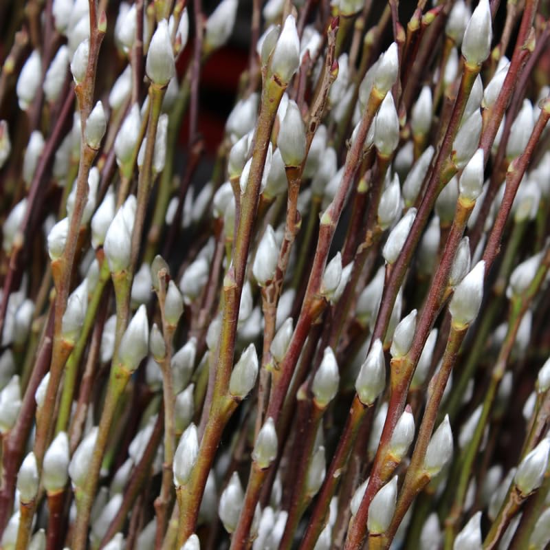 2 Pussy Willow Bare Root 6-12 Inches, Rare Flowering Shrub for Planting, Live Willow Plants for Garden Borders, Landscape or Yard Growing