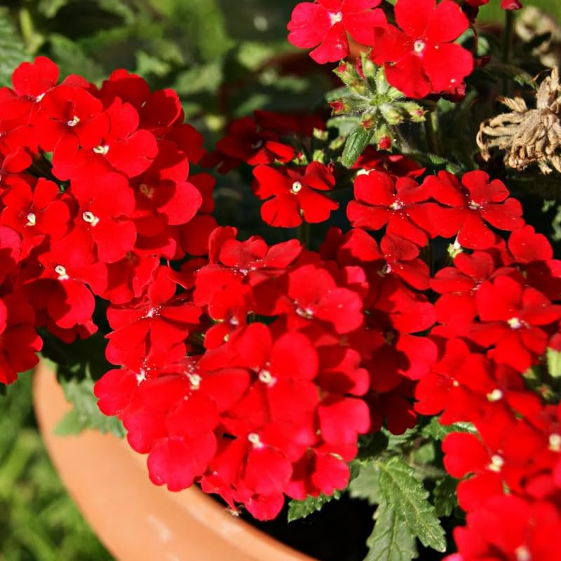 4 Red Verbena Plants Live, 5-9" Tall Hardy Perennial Flower Plants, Well-Rooted Outdoor Planting