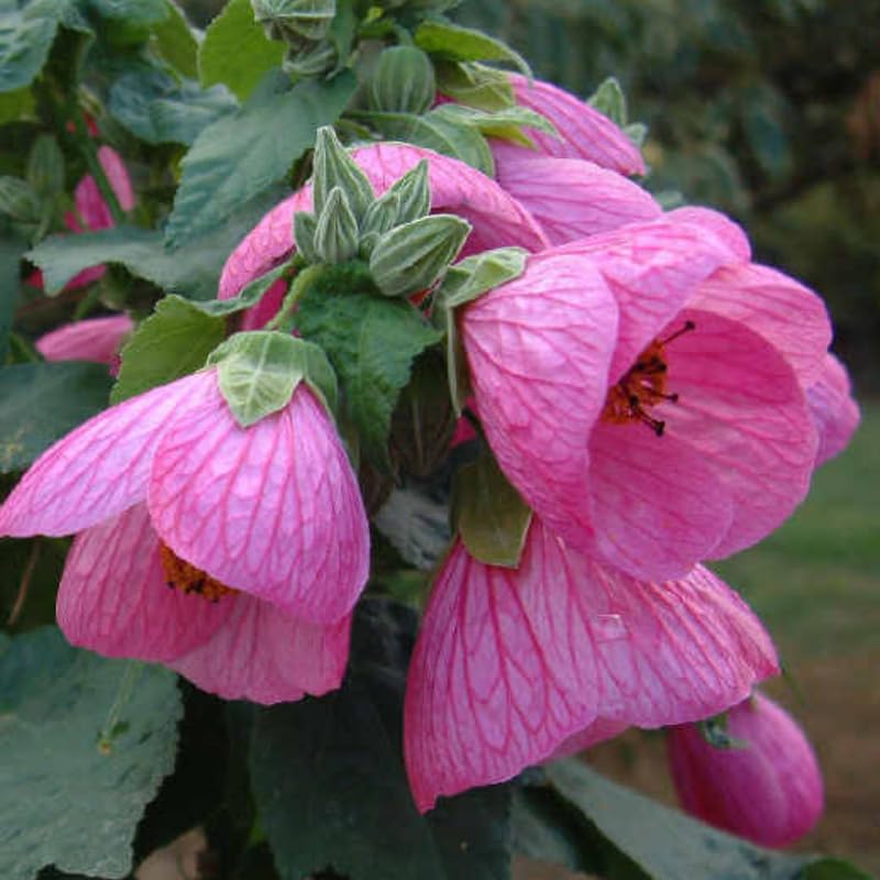 Set 2 Abutilon Plants Live, Hanging Lantern Flowers, Abutilon Trailing Vine 4-9 Inches