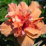Set 4 Hardy Hibiscus Plants Live, Double Orange Hibiscus Flowers Bush Shrub Well-Rooted Plugs, 3-5" Tall, Ornamental Hibiscus Seedlings