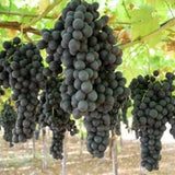 Summer Royal Black Seedless Grape Vines Trees Live Plants, Well-Rooted 1 to 2 Years Old, Grapes Plant Live for Outdoor Planting, Zones 3-9