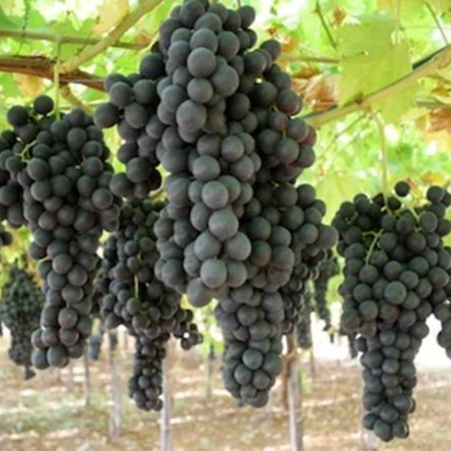Summer Royal Black Seedless Grape Vines Trees Live Plants, Well-Rooted 1 to 2 Years Old, Grapes Plant Live for Outdoor Planting, Zones 3-9