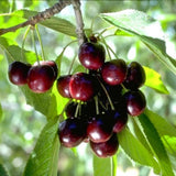 2Pcs Black Cherry Plants Live, 1-2 Feet Tall, Bareroots Dormant, Sweet Cherry Tree Live Plant, Cold Hardy Cherry Live Plant Fruit Tree, Wild Black Cherry Tree Plant