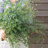 Parvifolia Eucalyptus Plant Live, Eucalyptus Live Plants, in 2.5" Pot, Well-Rooted Starter Plants for Indoor Outdoor Growing