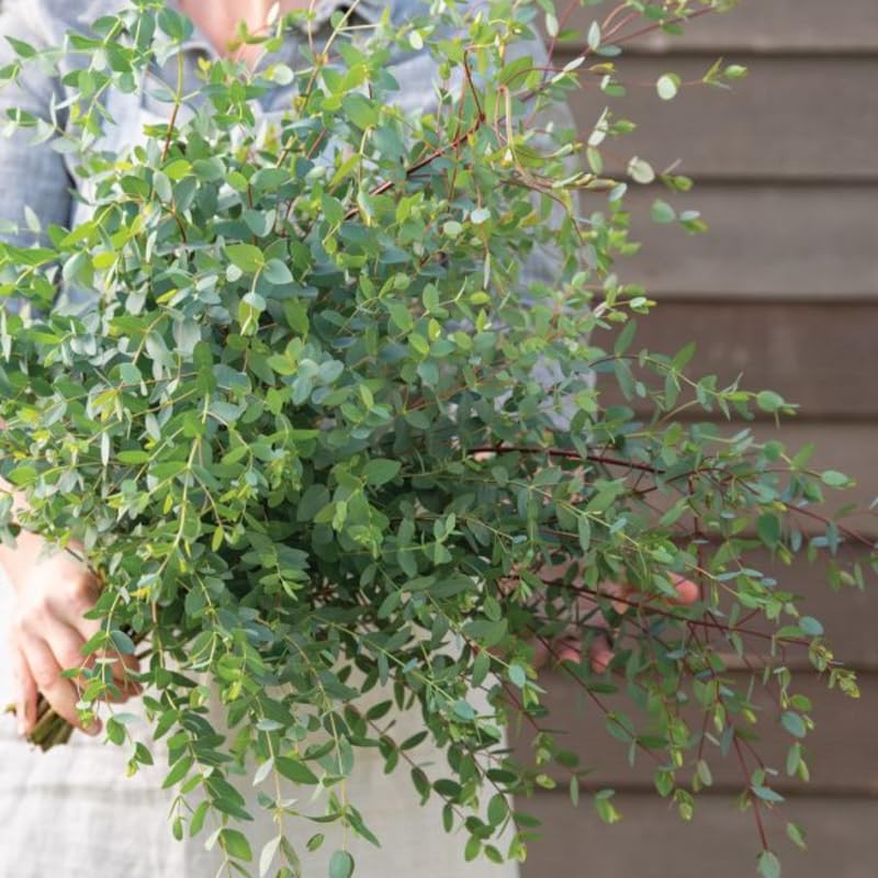 Parvifolia Eucalyptus Plant Live, Eucalyptus Live Plants, in 2.5" Pot, Well-Rooted Starter Plants for Indoor Outdoor Growing
