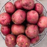 High Yielding Red Potato Tubers, 1 Pound Potatoes Plants Bulbs for Outdoor Growing,Vegetables Heirloom Potato Seeds Live Tuber for Home Garden