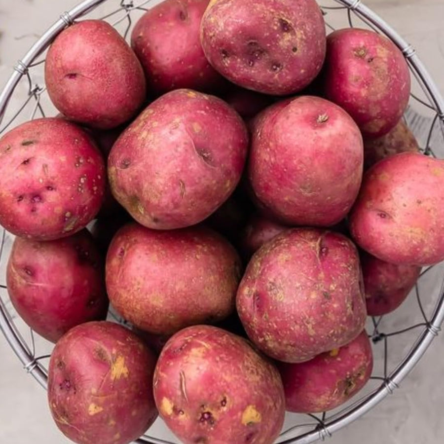 High Yielding Red Potato Tubers, 1 Pound Potatoes Plants Bulbs for Outdoor Growing,Vegetables Heirloom Potato Seeds Live Tuber for Home Garden