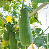 Loofah Plant Live, Luffa Plant Live, Luffa Live Plant, 4-8 Inc Tall, Well Rooted, Climbing Vegetable Vine for Outdoor Growing