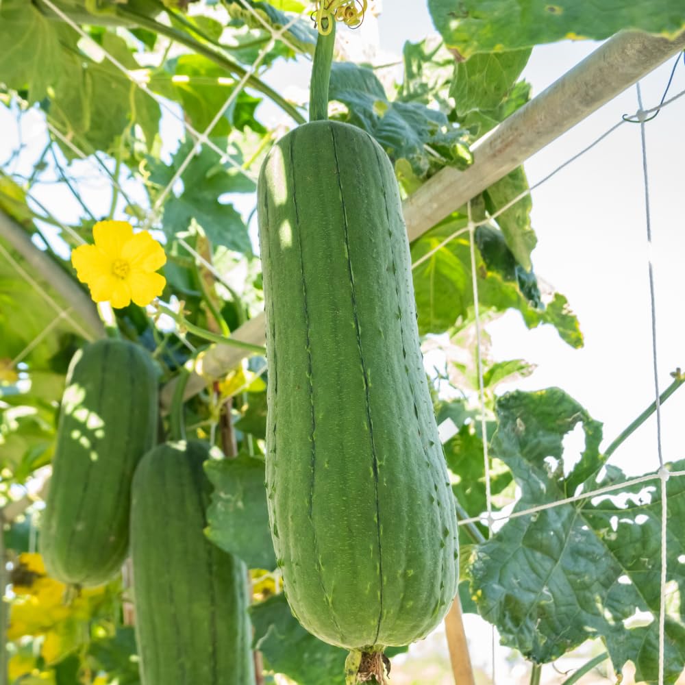 Loofah Plant Live, Luffa Plant Live, Luffa Live Plant, 4-8 Inc Tall, Well Rooted, Climbing Vegetable Vine for Outdoor Growing
