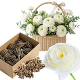Ranunculus Bulbs, 25 Ranunculus Bulbs, French Peony Style Buttercup Corms, Spring Blooming Garden Flowers, Vibrant Flower Plant (White Ranunculus)