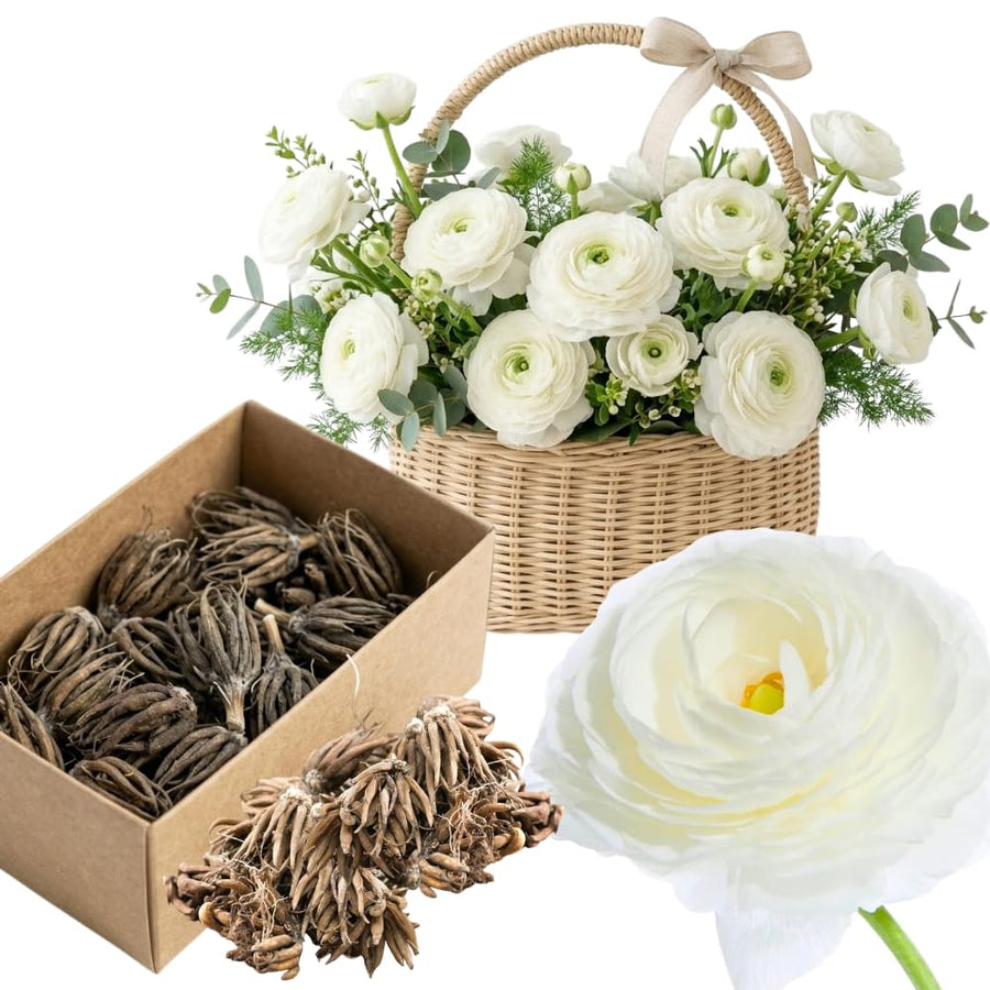 Ranunculus Bulbs, 25 Ranunculus Bulbs, French Peony Style Buttercup Corms, Spring Blooming Garden Flowers, Vibrant Flower Plant (White Ranunculus)