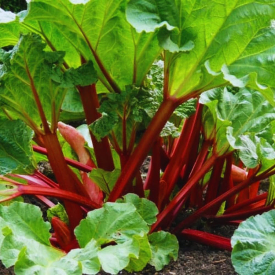 100 Red Rhubarb Seeds for Planting, Rhubarb Seed, Vegetable Plant Seeds Gardening Outdoor