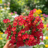 Oxalis Flower Plant in 4'' Pot, 4-8'' Tall, Shamrock Flowers Plants, Perennial Flower Plants for Indoor and Outdoor Garden (Red Oxalis)