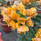 2 Trailing Bougainvillea Plants Live, Hardy Flowering Bougainvillea Plants for Hanging Basket, Container Growing, 4-8 Inches Tall (Golden)