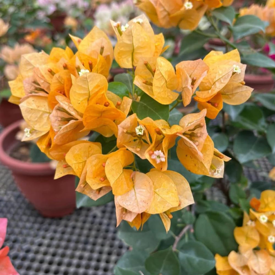 2 Trailing Bougainvillea Plants Live, Hardy Flowering Bougainvillea Plants for Hanging Basket, Container Growing, 4-8 Inches Tall (Golden)