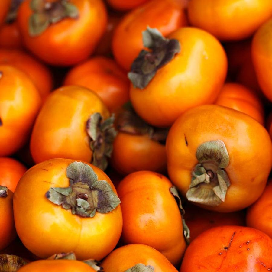 Persimmon Tree Live Plant, Hardy Persimmon Fruit, 6-12 Inches Tall, Outdoor Planting