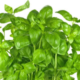 Green Basil Herb Plant Live, 6 Inch Tall, in 3" Pot, Fresh Culinary Herb for Indoor or Outdoor Growing