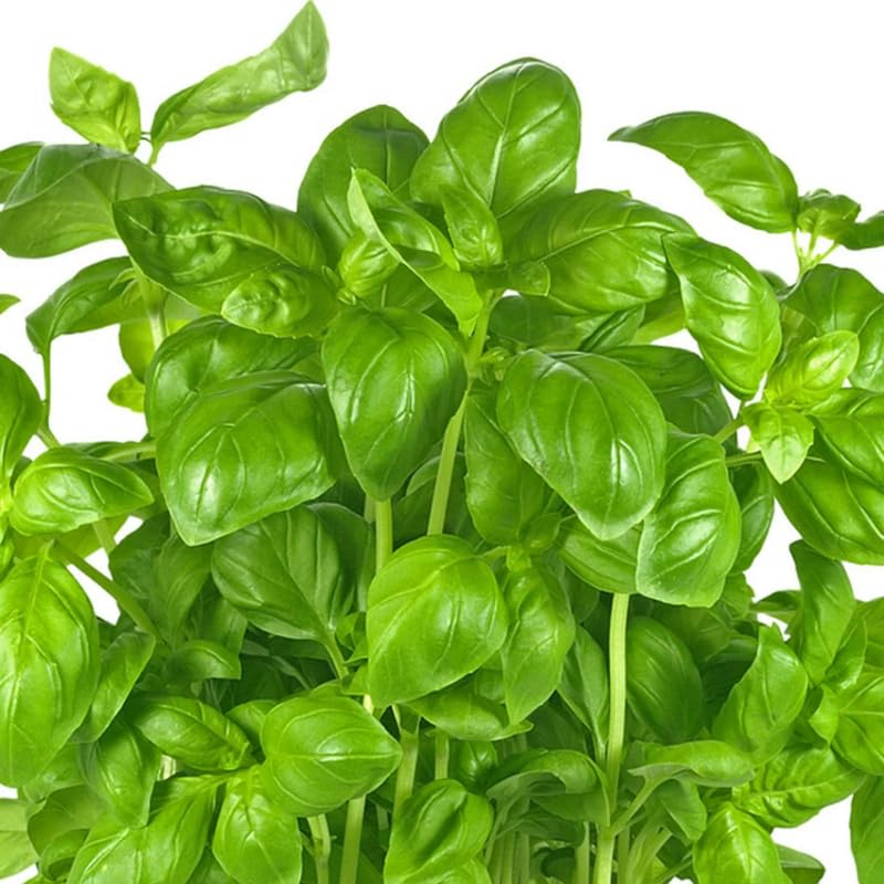 Green Basil Herb Plant Live, 6 Inch Tall, in 3" Pot, Fresh Culinary Herb for Indoor or Outdoor Growing