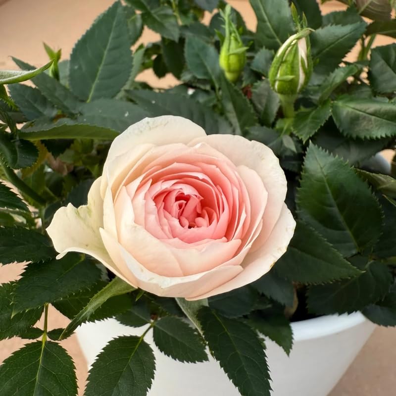 Light Pink Mini Rose Plant Live, Miniature Rose Bush in 3" Pot, Indoor Outdoor Flowering Plant, Compact Live Rose for Gifts and Gardens