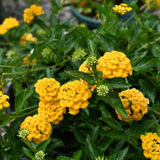 Pack 2 Lantana Live Plants, Trailing Lantana Flowering Plants 4-8 Inches, Ready to Plant Outdoor