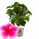Hibiscus Flower Plant, Hibiscus Plants Live, Tropical Hibiscus Plant, Pink Hibiscus - Zone 10 to 12, Size 5 to 7 Inch Tall