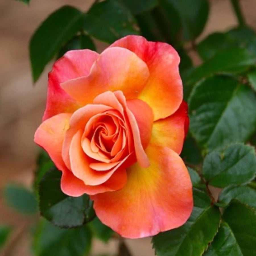 Rose Bush Live Plant - Climbing Rose Plant Live - Bareroot with Soil 7-10 Inch Tall - Fragrant Rose Flowers Heirloom Rose Shrub (Coral Rose Plant)
