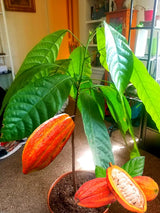 8" Cacao Tree Live Plant in Half Gallon Pot, Chocolate Tree Cocoa Plant for Zones 10-11, No CA