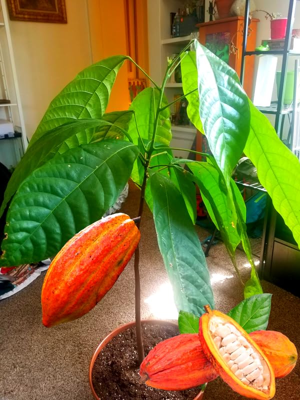 8" Cacao Tree Live Plant in Half Gallon Pot, Chocolate Tree Cocoa Plant for Zones 10-11, No CA