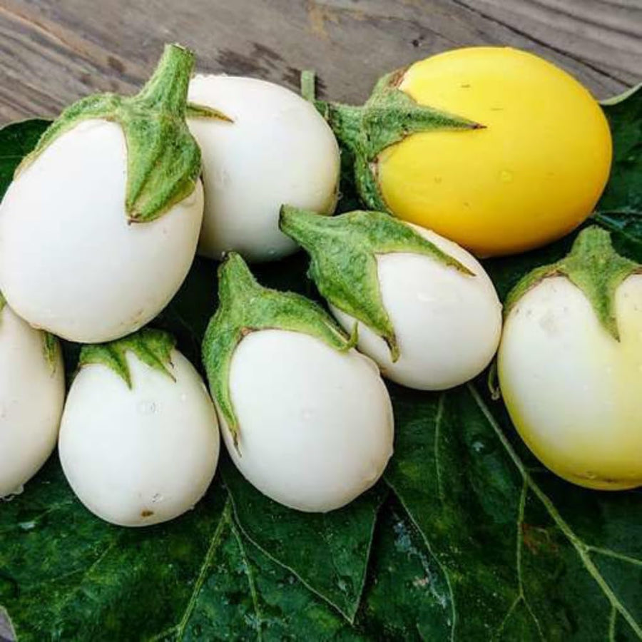 Pack of 100 White Round Eggplant Seeds for Planting, Assorted Eggplant Vegetable Seeds for Outdoor Gardening, Suitable for Home Garden Beds, Raised Beds, or Containers