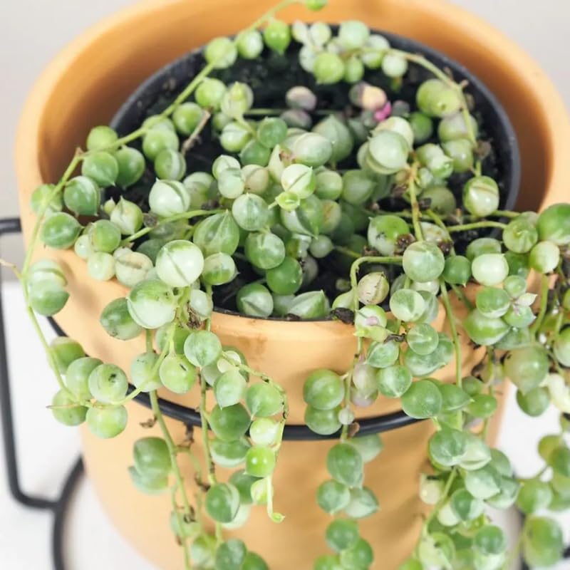 Variegated String of Pearls Plant Live, Trailing Succulent Vine, Indoor Hanging Houseplant, 4 Inch Pot