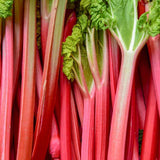 5 Rhubarb Plants for Planting, Red Stalks Rhubarb Roots, Large Size, Fast Growing, Hardy Perennial Vegetable for Outdoor Planting