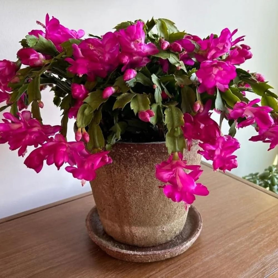 Christmas Cactus Plant Live, Holiday Cactus Live Plant, 4 to 6 Inc Tall, Hanging Baskets Houseplants, 4 Inc Potted, Gardening Indoor Outdoor (Pink)
