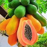 Dwaft Papaya Tree Live Plant 8 to 12 Inc Tall in Half Gallon Pot, Starter Plant Well-Rooted Fresh Fruit Plant Tropical Zones 9-11, No CA
