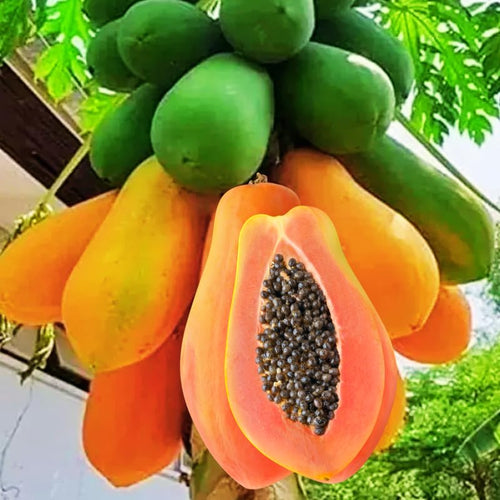 Dwaft Papaya Tree Live Plant 8 to 12 Inc Tall in Half Gallon Pot, Starter Plant Well-Rooted Fresh Fruit Plant Tropical Zones 9-11, No CA