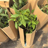 Fragrant Bay Leaf Plant, Live Bay Laurel Plant, 7 Months Old Well-Rooted, Ready to Grown Indoor Outdoor
