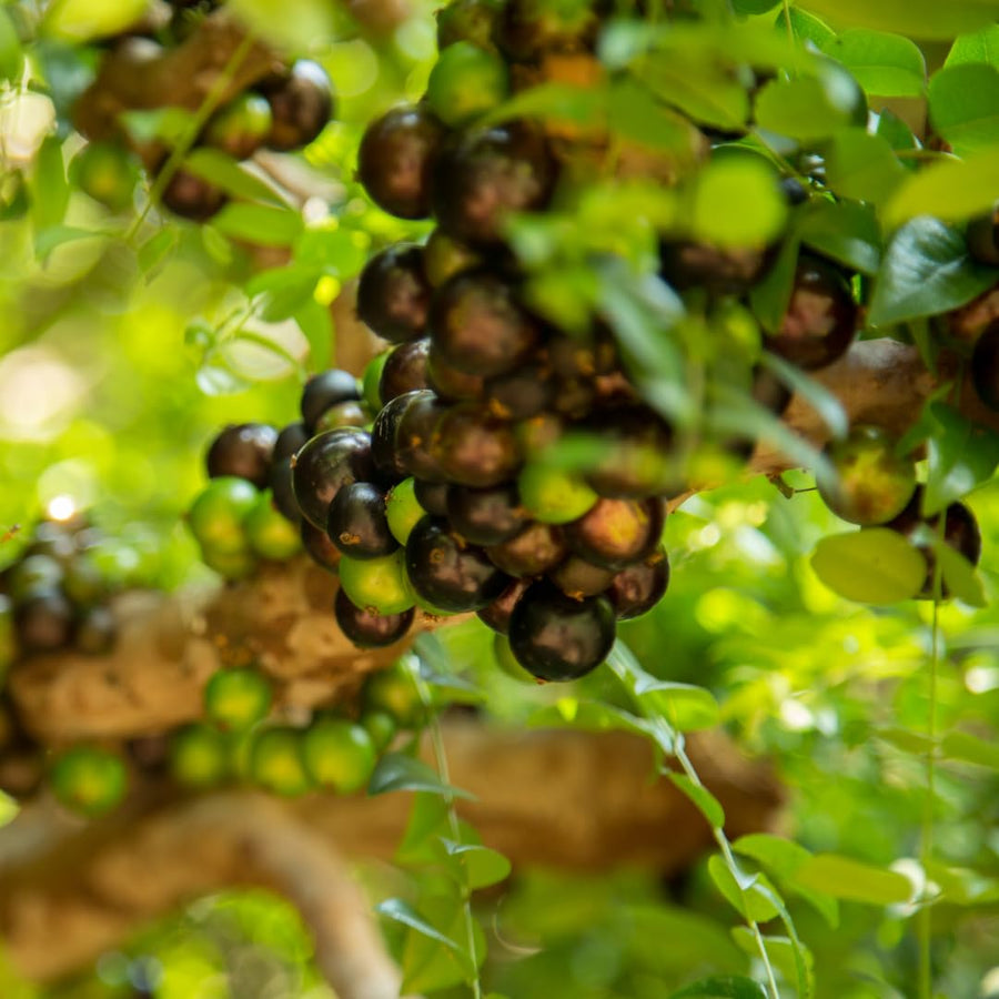 Jaboticaba Tree Plant Live, Black Jaboticaba Fruit Tree, 3 Feet Tall, Well-Rooted for Outdoor Growing