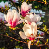 Saucer Magnolia Tree Live Plant in 2.5 Inches Pot, Dormant in Winter, 6-12 Inches in Tall, Ornamental Spring Flowering Tree, Outdoor
