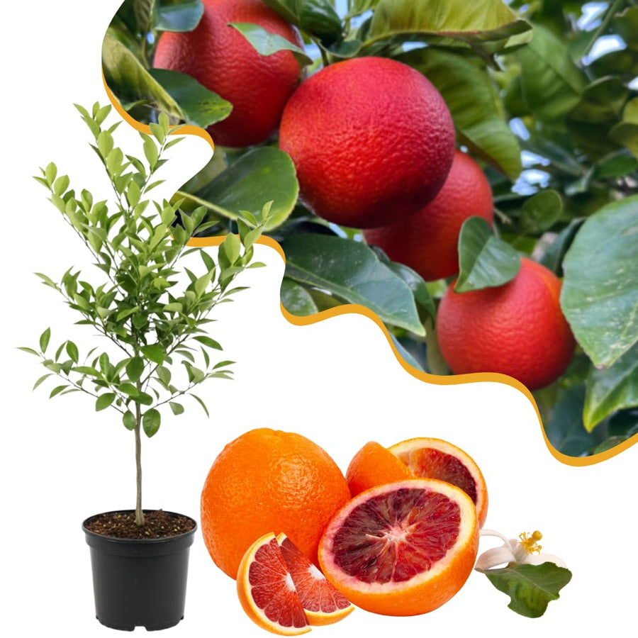 Live Blood Orange Tree Plant, Sweet Red Orange Fruit Tree, 3 Feet Tall, Ready for Growing