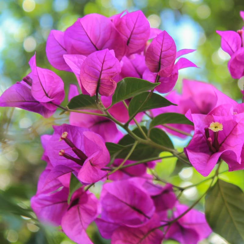 2 Purple Bougainvillea Plants Live, Perennial Bougainvillea Flowers Vine, Outdoor Garden Planting 5-9 Inches