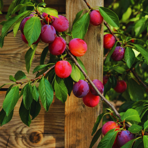 24 Red Plum Tree Live Plants Cuttings, Plum Plant Live Cuttings for Gardening, 6 to 8 Inc Tall, Not Rooted