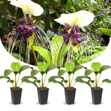 2 White Bat Flower Live Plants, Bat Orchird Tacca Chantrieri Houseplant 4-6 Inches Tall