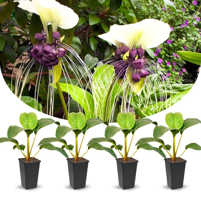 2 White Bat Flower Live Plants, Bat Orchird Tacca Chantrieri Houseplant 4-6 Inches Tall