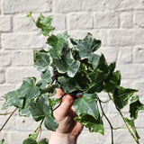 English Ivy Plant Live 4'' Pot, Fast-Growing Trailing Houseplant, Hardy English Ivy Groundcover, Indoor Outdoor Growing (Green Ivy)