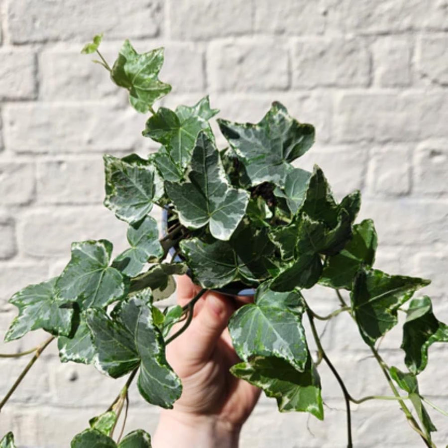 English Ivy Plant Live 4'' Pot, Fast-Growing Trailing Houseplant, Hardy English Ivy Groundcover, Indoor Outdoor Growing (Green Ivy)