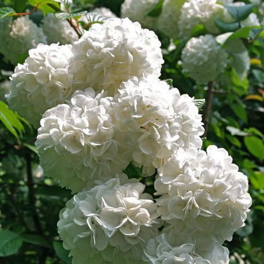 Viburnum Bush Plant Potted, Hardy Flowering Shrub, Rare Viburnum Plant for Outdoor Garden, Landscape, or Hedge, 4-6 Inches (Snow Viburnum)