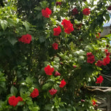 Red Rose of Sharon Plant in Quart Pot, Hardy Hibiscus Flowering Shrub, Vibrant Outdoor Althea Plants, Fast-Growing Perennial