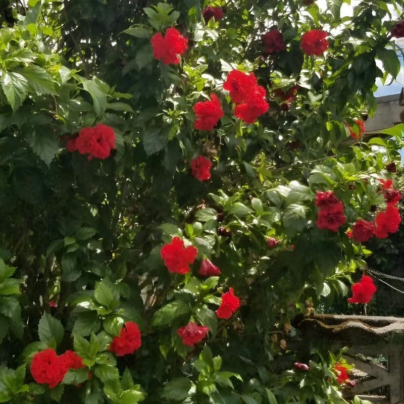 Red Rose of Sharon Plant in Quart Pot, Hardy Hibiscus Flowering Shrub, Vibrant Outdoor Althea Plants, Fast-Growing Perennial