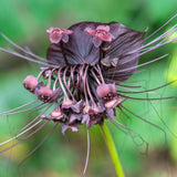 2 Black Tacca Plants Live in 2 Inch Pot - Black Bat Flower Houseplant Great for Indoor and Outdoor Gardening - Easy to Care